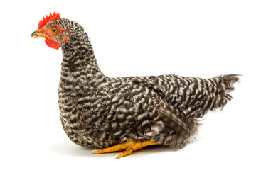 Mid-sized pullet sitting on white