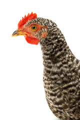 Macro of speckled pullet head