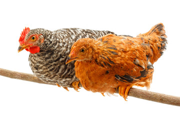 Pair of pullets sitting on thin branch