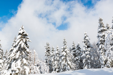Beautiful winter landscape with snow covered trees, snowfall.