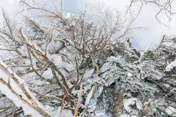 Beautiful winter landscape with snow covered trees, snowfall.