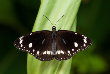 Obraz premium Common Crow butterfly, Euploea core, in tropical garden