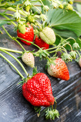 Ripe strawberry fruit grows in the plantation