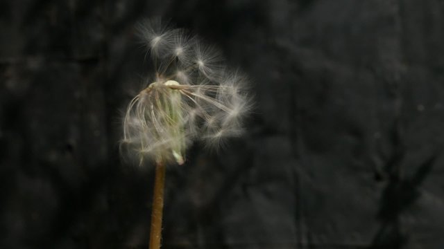 Blowball dandelion seed flying from flower slow motion 1080p FullHD video - Taraxacum plant seed head blowing in slow-mo HD 1920X1080 footage 