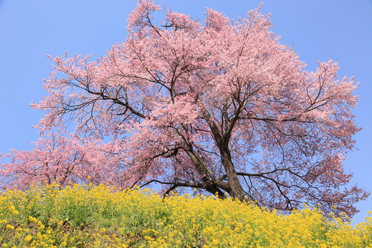 桜と菜の花 / 菜の花の丘の上の一本桜