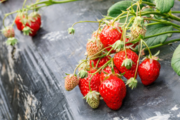 Ripe strawberry fruit grows in the plantation