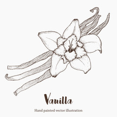 Vanilla spice flower, organic aroma super food. Hand drawing sketch vector illustration