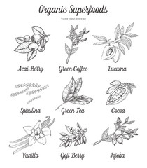 Superfood set of acai, goji berry, green coffee, tea, cacao, cocoa, spirulina, lucuma, vanilla, jojoba. Nutrition natural organic hand drawn sketch vector engraving illustration on white background