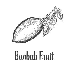 Baobab tree, fruit, leaf, nut engraving vintage Hand drawn sketch vector illustration. Black on white background.