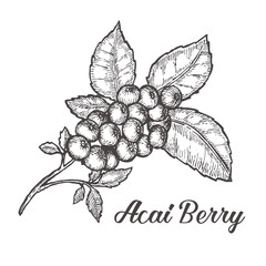 Acai berry. Organic super food ingredient. Vector hand drawing sketch illustration