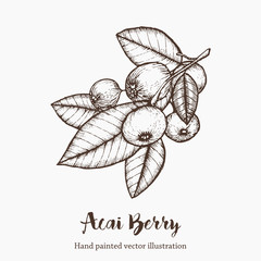 Acai berry. Organic super food ingredient. Vector hand drawing sketch illustration