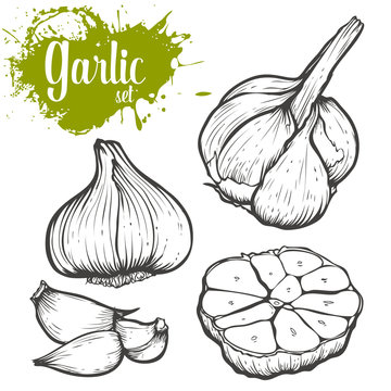 Garlic herb and spice set. Hand drawn engraving sketch vector illustration. Black on white background.