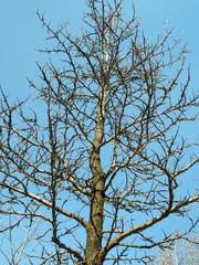 モミジバフウの枯れ木