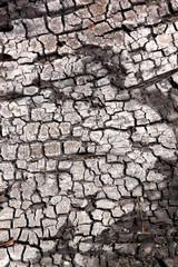 charcoal. Made from wood burning.