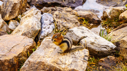 Chipmunk in the High Alpine in the Rocky Mountains at the Teahouse near the Plain of Six Glaciers at Lake Louise