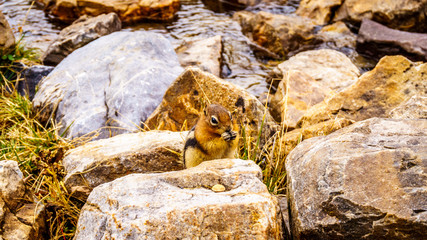 Chipmunk in the High Alpine in the Rocky Mountains at the Teahouse near the Plain of Six Glaciers at Lake Louise