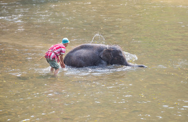 Mahouts are bathing in a river at elephant show camp, .CHIANG MA