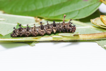 Caterpillar of commander butterfly , moduza procris