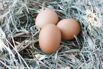 eggs in nest