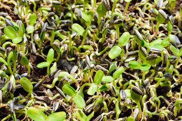 Sunflower sprouts growing from seed