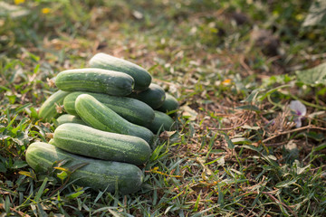 cucumber