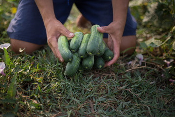 Farmers are arvesting cucumbers.