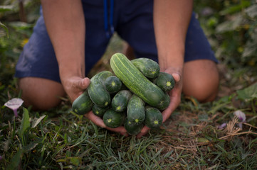 Farmers are arvesting cucumbers.