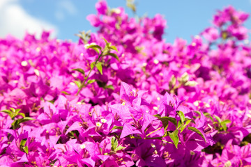 Fototapeta na wymiar pink bougainvillea flowers and blue sky in summer