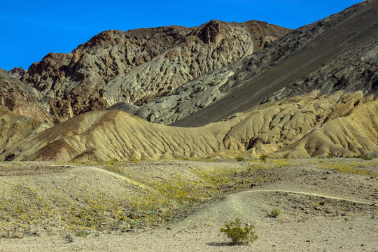 Death Valley National Park colorful bluffs and wildflowers