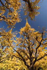 Obraz premium 紅葉した神宮外苑のイチョウ並木