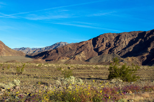 Death Valley National Park in spring