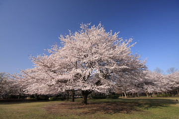 三角な山桜 / 城址公園内に咲く山桜が三角に見える場所で撮影