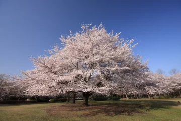 Papier Peint photo autocollant Fleur de cerisier 三角な山桜 / 城址公園内に咲く山桜が三角に見える場所で撮影