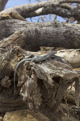 Reptile from Fernando de Noronha island, Brazil, standing on a trunk of a tree