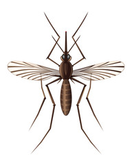 Realistic illustration of a mosquito. Insect. Realistic mosquito. Vector image of a mosquito isolated on white background