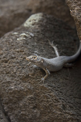 Reptile from Fernando de Noronha island, Brazil, standing on a stone
