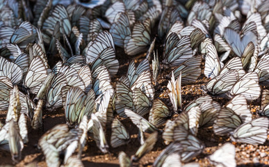 Winged magic.
A colony of butterflies around a small puddle in the Altai taiga.

