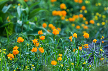 Forest fireflies.
Globeflowers in a clearing among Altay taiga. Russia, Altai Krai. 
