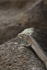 Reptile from Fernando de Noronha island, Brazil, standing on a stone