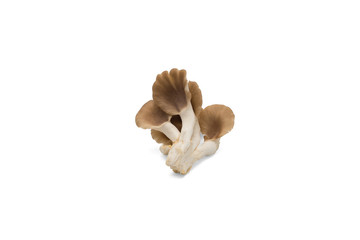 Oyster mushroom on white background