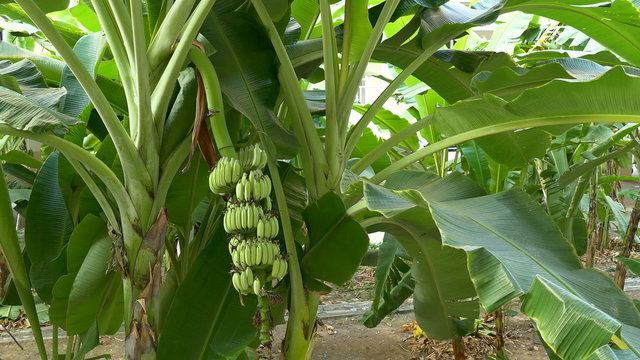 Close up the banana leaves are moving with the breeze on banana trees in a plantation:Ultra HD 4K High quality footage size (3840x2160)