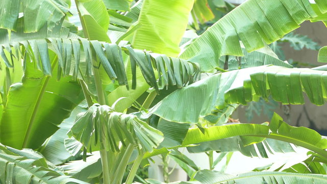 Close up the banana leaves are moving with the breeze on banana trees in a plantation:Ultra HD 4K High quality footage size (3840x2160)