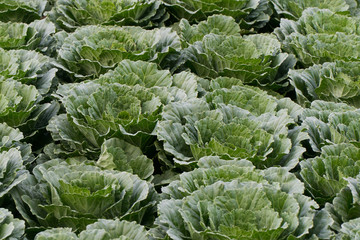 garden of growing fresh nature green cabbage farming field, close view