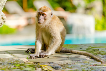 Monkey looking at camera