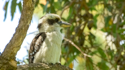 Australian native bird the kookaburra