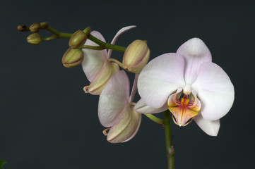 white orchids - 105744883