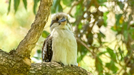 Kookaburra with beige and brown feathers perched on tree