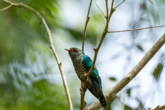 Male Asian Emerald Cuckoo 