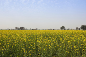 Fototapeta premium abohar mustard crops