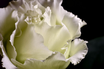 Close up of White Eustoma